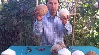 How to Open a Young, White or Brown Coconut and Which is Best?