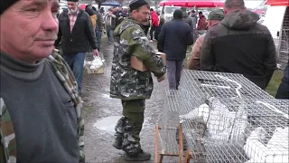 Сельские голуби. 28 11 2021г птичий базар часть 5 г Кропоткин.