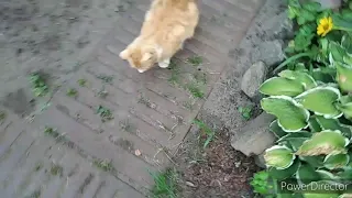 Смешной кот.🐈Ты кто такой !?