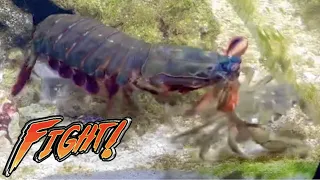 Giant Mantis Shrimp VS Big Crabs! Nick SBF Mantis Shrimp