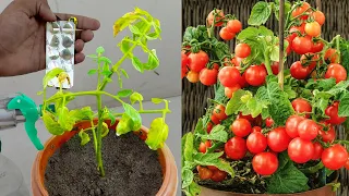 Tomatoes will immediately grow, will not get sick and will give a big harvest