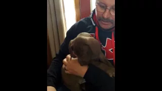 Ridgeback and weimaraner pups