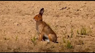 Русская гончая Баян вл. Шамгин А.Ю.