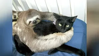 Super WEIRD & CUTE ANIMAL FRIENDSHIPS - I BET you will LAUGH FOR HOURS