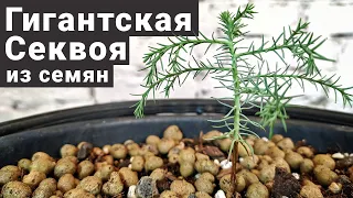 Гигантские Секвои из семян. Пересадка. Грунт для хвойных в котнейнере.