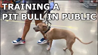 Working a PIT BULL at home improvement warehouse