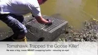 Turtle Trap Review / Killer Snapping Turtle Trapped!