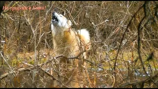 Поход на лодке. Таёжный быт у избы. 3 серия.