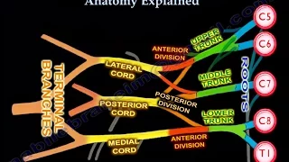 Brachial Plexus, Brachial Plexus anatomy.