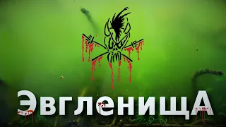 Зеленая вода в аквариуме или как плюнуть в душу Эвглене?!