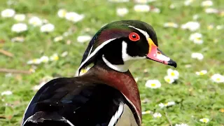 Canard carolin