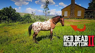 RDR2 - You'll Never Ride Arabian Horses If You Ride This Horse :1