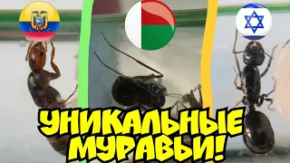 🇲🇬🇪🇨🇮🇱 РАСПАКОВКА УНИКАЛЬНЫХ МУРАВЬЁВ ИЗ МАДАГАСКАРА, ЭКВАДОРА И ИЗРАИЛЯ ❗