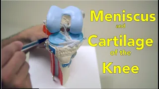 Knee Meniscus and Cartilage - Anatomy and Function