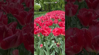 Amsterdam Tulip Gardens 🇳🇱 #unstoppablereviews #netherlands