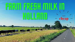 FRESH FARM MILK IN HOLLAND | NETHERLANDS | vers van boerderij #Freshmilk #Farmmilk #Organic