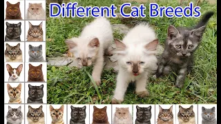 What is your cat's breed?