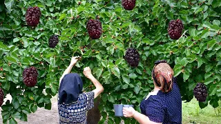 Making Winter Fruit Juice with Grandma Rose | Black Mulberry Juice | Village Life