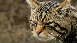 Rescuing the UK's Rarest Carnivore | Wild Rescue | BBC Earth