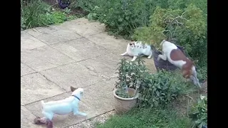 Cat stalks Jack Russell terrier