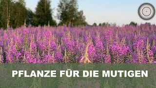 Warum du für diese Wunderpflanze Mut brauchst, Epilobium angustifolium - Rallarros