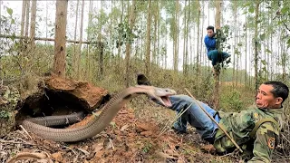 The terrifying moments of two hunters when facing the world's most ferocious group of king cobras.