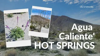Agua Caliente Hot Springs is located in San Diego County