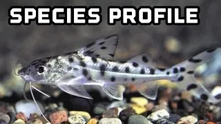 Pictus Catfish Species Profile