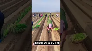 How To Grow Bigger Longer Green Onions #satisfying #shot