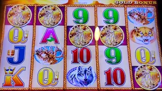 MUST SEE: FIVE COIN RETRIGGER! 🦬 BUFFALO GOLD SLOT MACHINE! #slots #casino #gambling 5 coin trigger