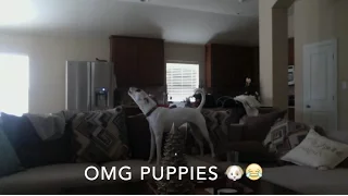 What happens when the puppies are left home alone