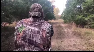 Blowgun hunting a Hawaiian mouflon ram.