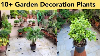 Names of 10+ Garden Decoration Plants / Permanent Plants / Nursery Houseplants / Ornamental Plants