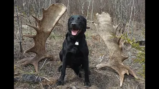 2022 Minnesota Moose Shed Hunting