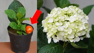 Surprising Uses Of Tomatoes With Hydrangeas, Tips To Have A Beautiful Hydrangea Pot