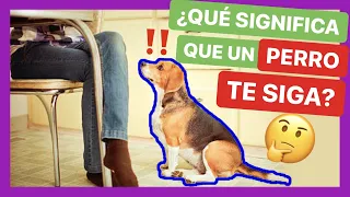 Éstas son las VERDADERAS RAZONES por las que TU PERRO TE SIGUE 🤯 NO IMAGINABAS ALGO ASÍ 💔