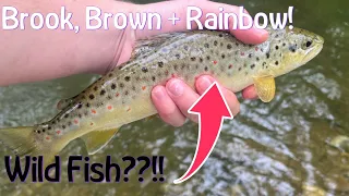 A Stocked Trout Fishing TRIFECTA In Southeastern Pennsylvania! (Wild Trout In Stocked Waters?!)