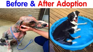 Pictures Of Dogs’ Before-And-After Transformations Post Adoption To Melt Your Heart (NEW PICS)