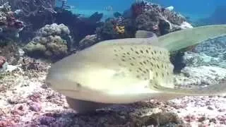 Scuba Diving Sipadan in 60 seconds