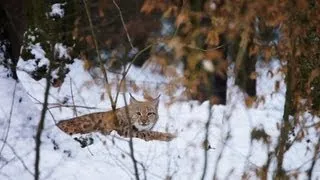 Romania - The Missing Lynx