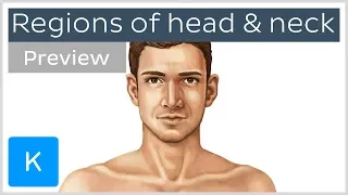 Regions of the head and neck (preview) - Human Anatomy | Kenhub