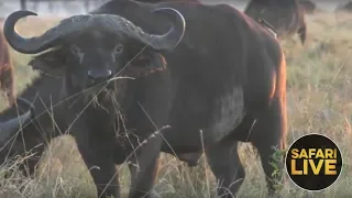 safariLIVE - Sunrise Safari - December 7, 2018