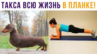 Если вам тяжело, просто вспомните, что ТАКСА ВСЮ ЖИЗНЬ СТОИТ В ПЛАНКЕ!!!))) Приколы | Мемозг 705