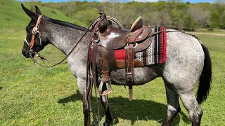 “BLUEBELL” Jake Clark Mule Days 2024