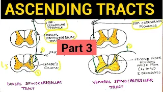 Ascending Tracts - 3 | Dorsal and Ventral Spinocerebellar Tract
