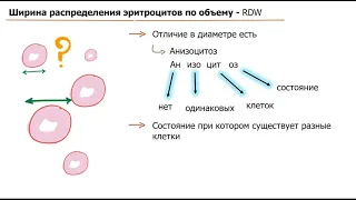 Эритроцитарные индексы | MCV, MCH, MCHC, RDW