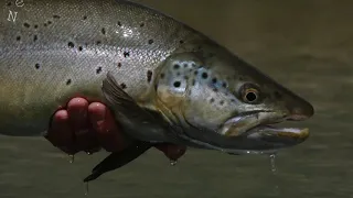 A Year In The Life   A Fly Fishing Journey trailer