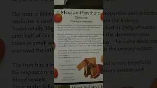 Mexican Hawthorn 🍊 Tropical Fruit