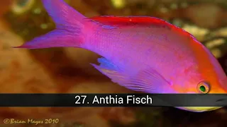Der schönste Fisch der Welt