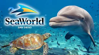 SeaWorld San Diego Guide - Top Tips, All Rides, Shows & Exhibits!